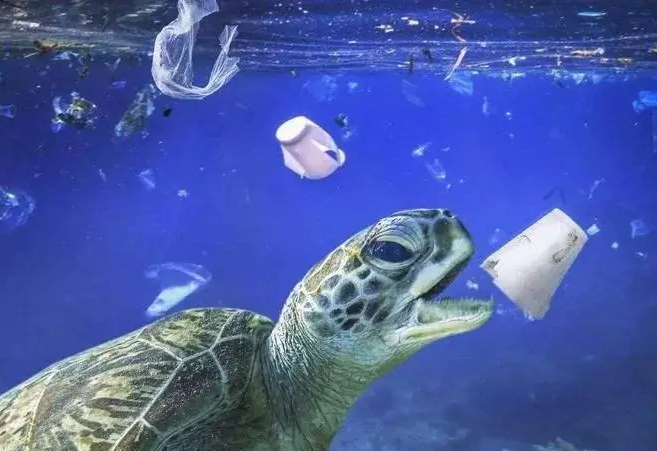 OBP海洋塑料认证注意事项